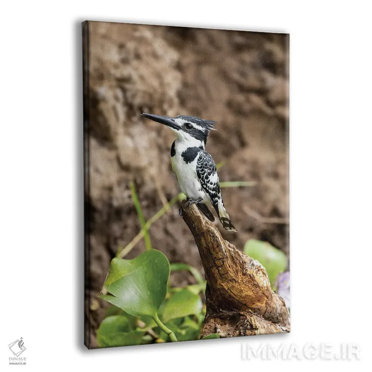 تابلو دکوراتیو Uganda,مرغ ماهی خوار سیاه و سفید، اوگاندا اثر جین ریکس - نمای پرسپکتیو محصول