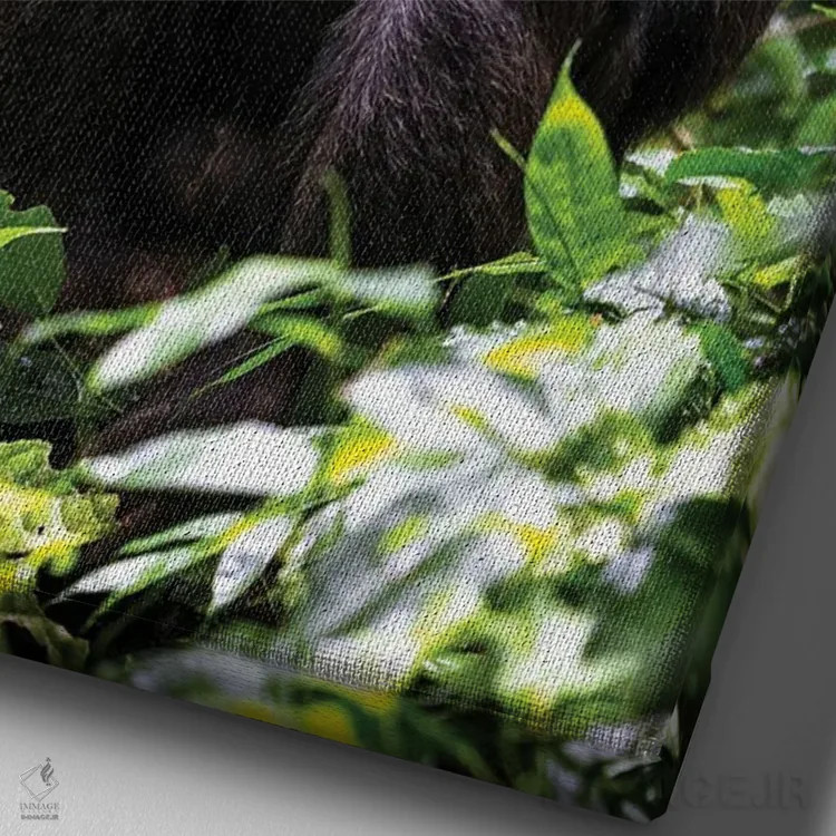 تابلو دکوراتیو Kibale, Uganda,شامپانزه نشسته، کیباله، اوگاندا اثر جین ریکس - نمای نزدیک بافت بوم