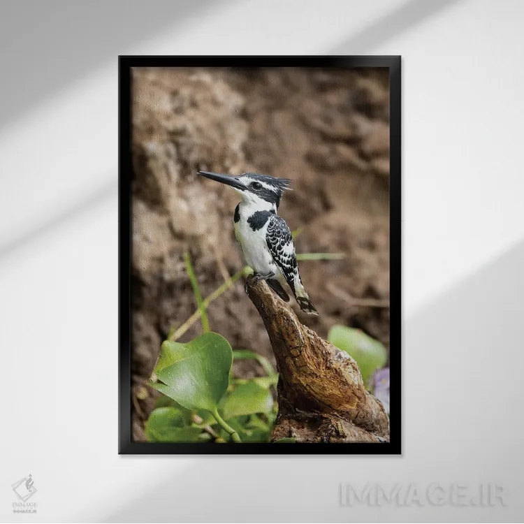 تابلو دکوراتیو Uganda,مرغ ماهی خوار سیاه و سفید، اوگاندا اثر جین ریکس - نمای قابدار مشکی