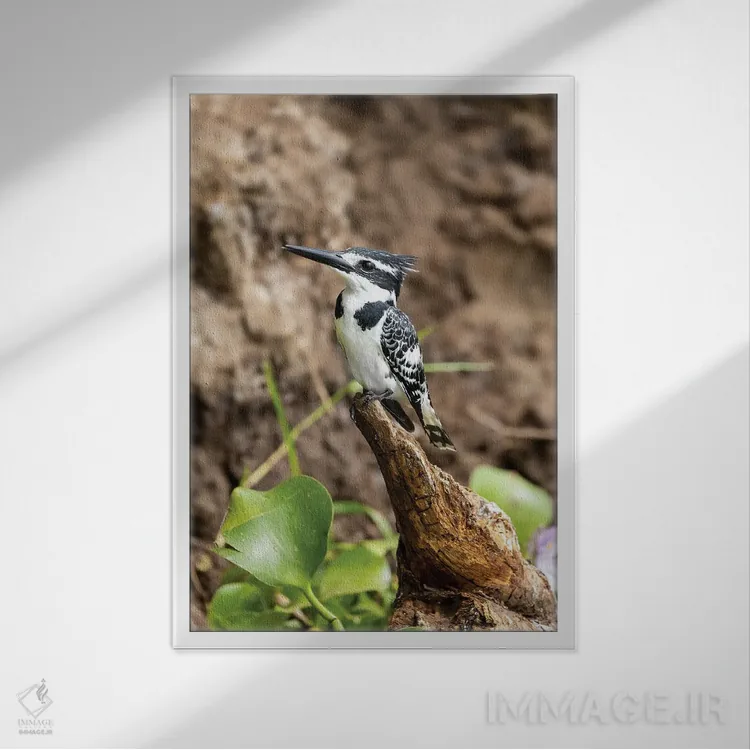 تابلو دکوراتیو Uganda,مرغ ماهی خوار سیاه و سفید، اوگاندا اثر جین ریکس - نمای قابدار سفید