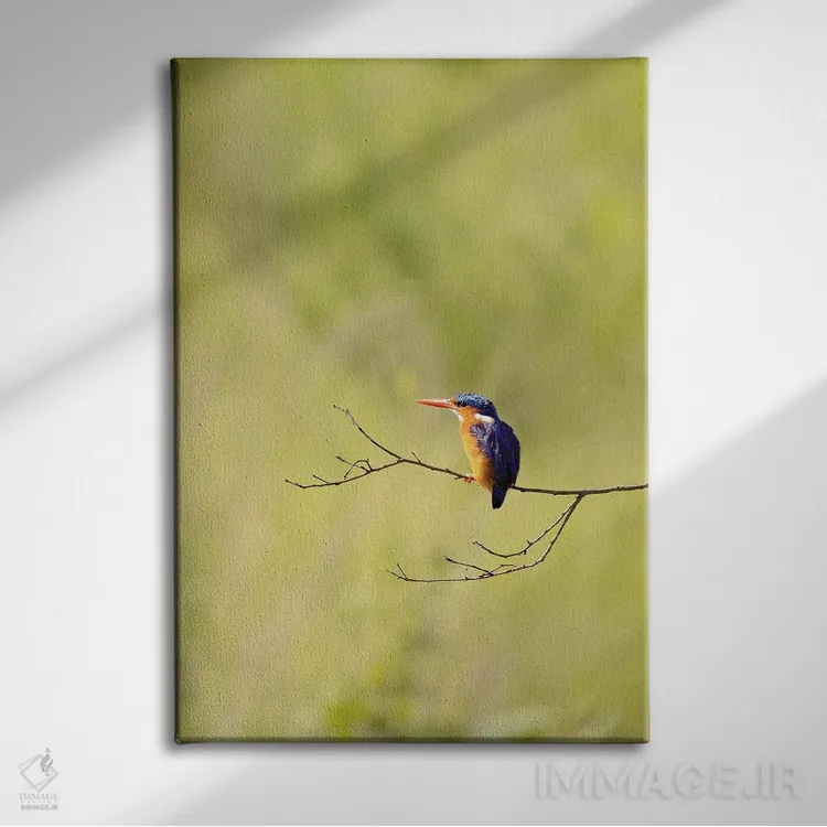 تابلو دکوراتیو مرغ ماهی خوار مالاکیت در اوگاندا اثر جین ریکس - نمای روبهرو روی دیوار