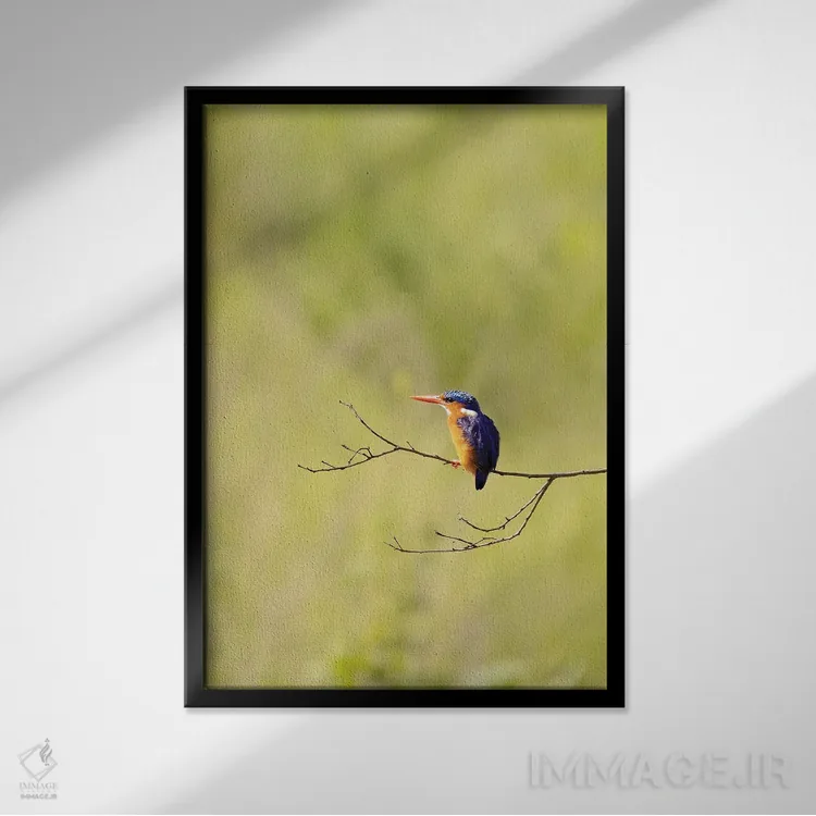 تابلو دکوراتیو مرغ ماهی خوار مالاکیت در اوگاندا اثر جین ریکس - نمای قابدار مشکی