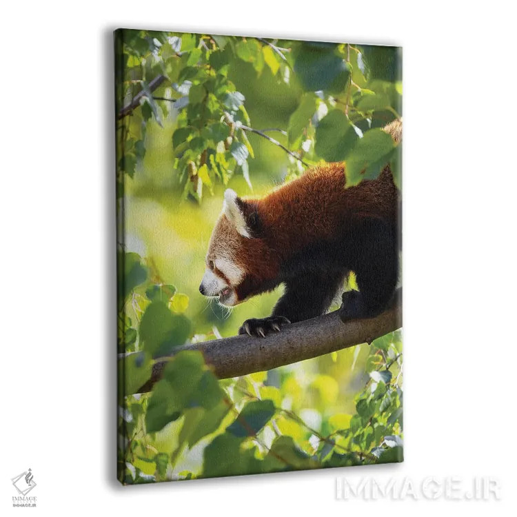 تابلو دکوراتیو پاندای قرمز در حال راه رفتن بر شاخه درخت اثر جین ریکس - نمای پرسپکتیو محصول