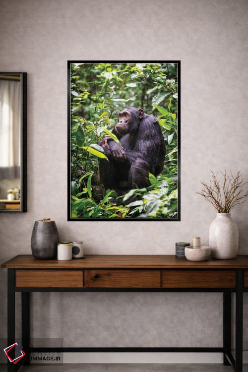 تابلو دکوراتیو Kibale, Uganda,شامپانزه نشسته، کیباله، اوگاندا اثر جین ریکس - D1B