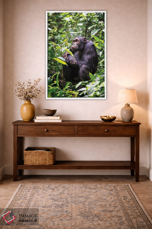 تابلو دکوراتیو Kibale, Uganda,شامپانزه نشسته، کیباله، اوگاندا اثر جین ریکس - D2W