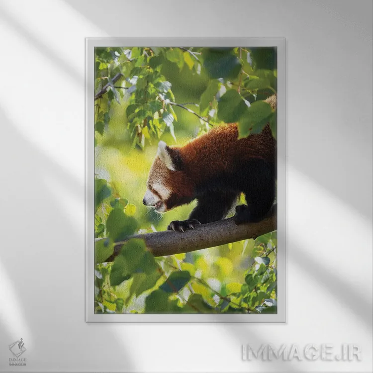 تابلو دکوراتیو پاندای قرمز در حال راه رفتن بر شاخه درخت اثر جین ریکس - نمای قابدار سفید