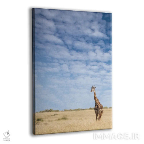 تابلو دکوراتیو Kenya,زرافه ایستاده در علفزارهای بلند ماسایی مارا، کنیا اثر جین ریکس - نمای پرسپکتیو محصول