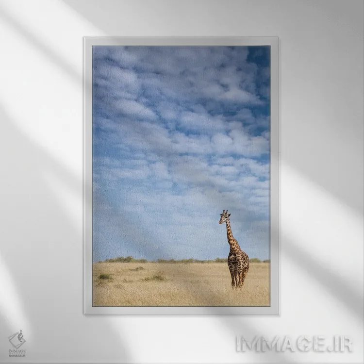 تابلو دکوراتیو Kenya,زرافه ایستاده در علفزارهای بلند ماسایی مارا، کنیا اثر جین ریکس - نمای قابدار سفید