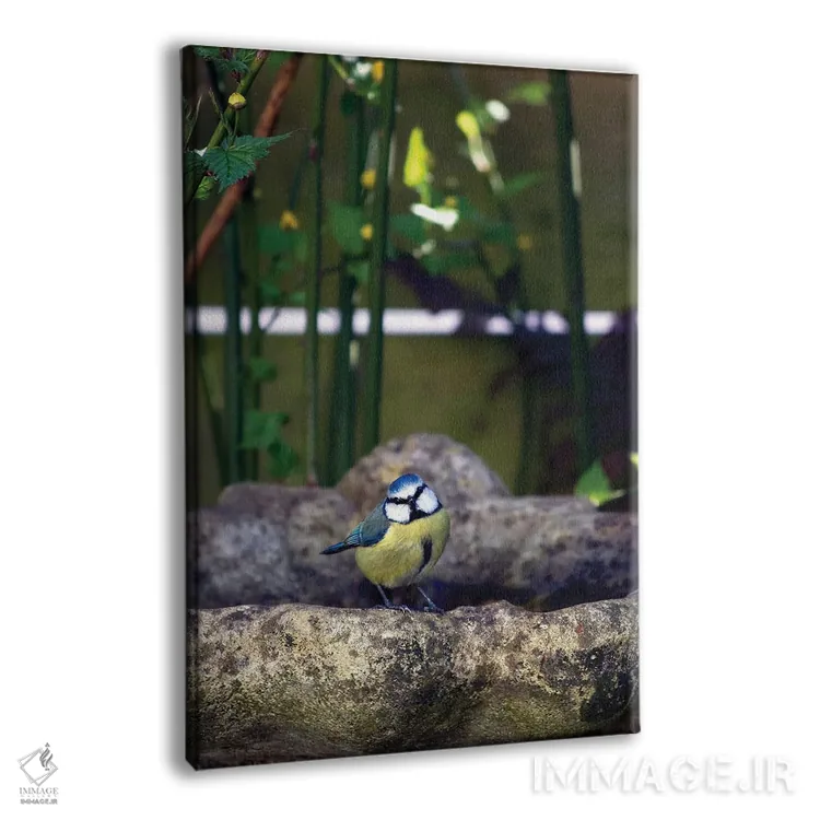 تابلو دکوراتیو پرنده سیاه سرآبی لبه ظرف آب اثر جین ریکس - نمای پرسپکتیو محصول