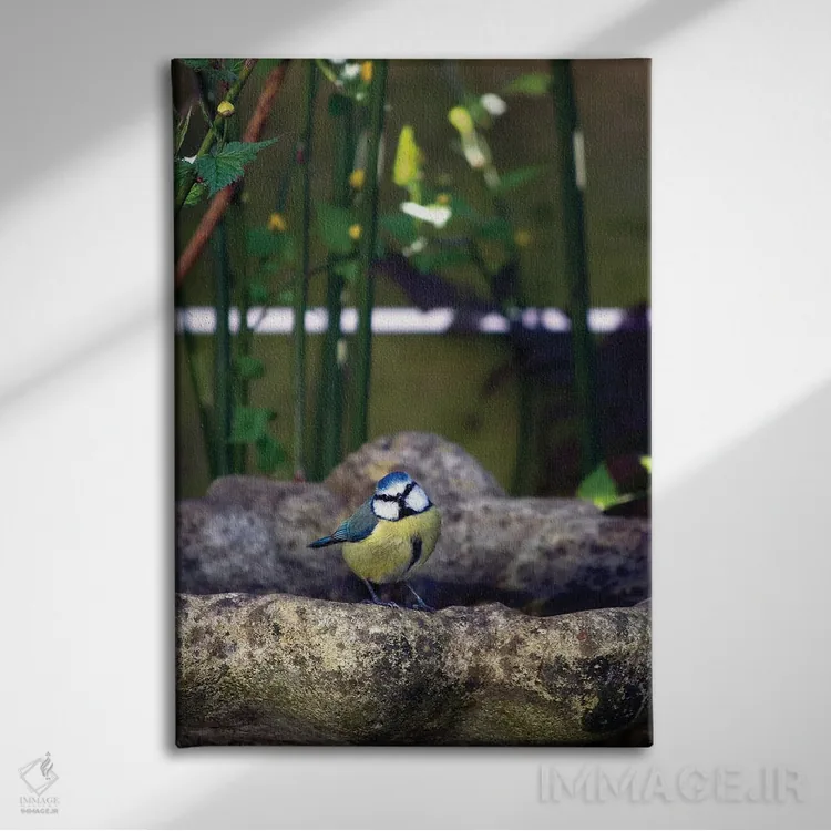 تابلو دکوراتیو پرنده سیاه سرآبی لبه ظرف آب اثر جین ریکس - نمای روبهرو روی دیوار