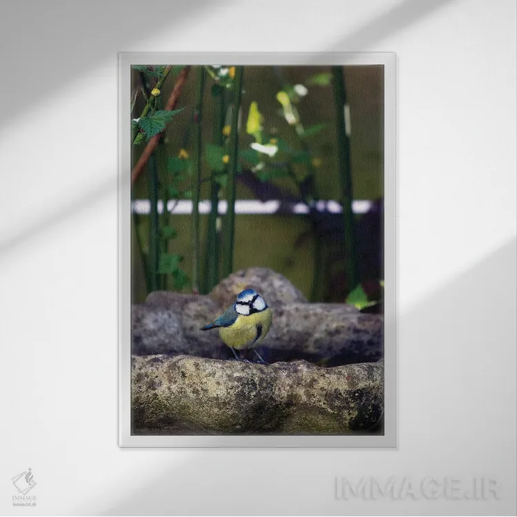 تابلو دکوراتیو پرنده سیاه سرآبی لبه ظرف آب اثر جین ریکس - نمای قابدار سفید