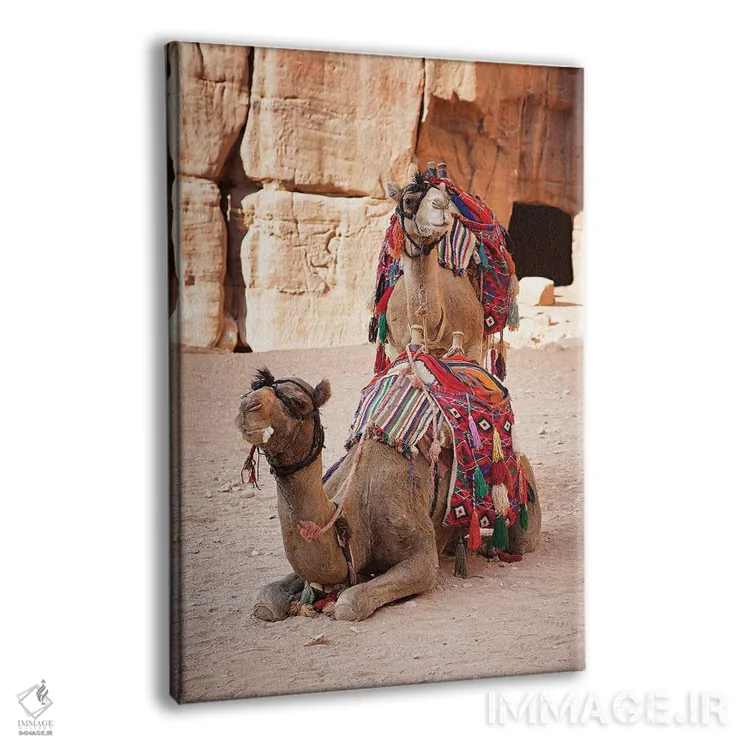 تابلو دکوراتیو Jordan,شترها در پترا اثر جین ریکس - نمای پرسپکتیو محصول