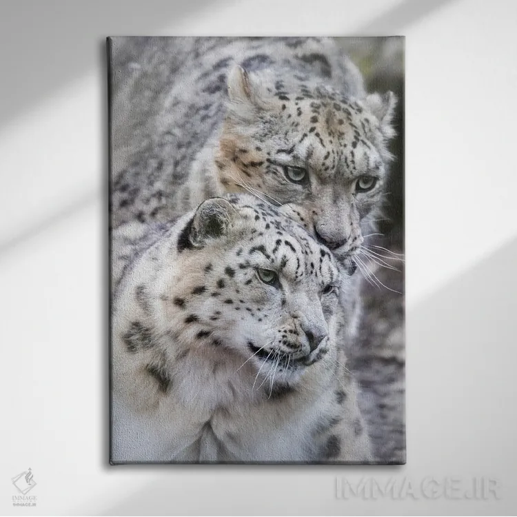 تابلو دکوراتیو Male And Female,پلنگ برفی، نر و ماده اثر جین ریکس - نمای روبهرو روی دیوار