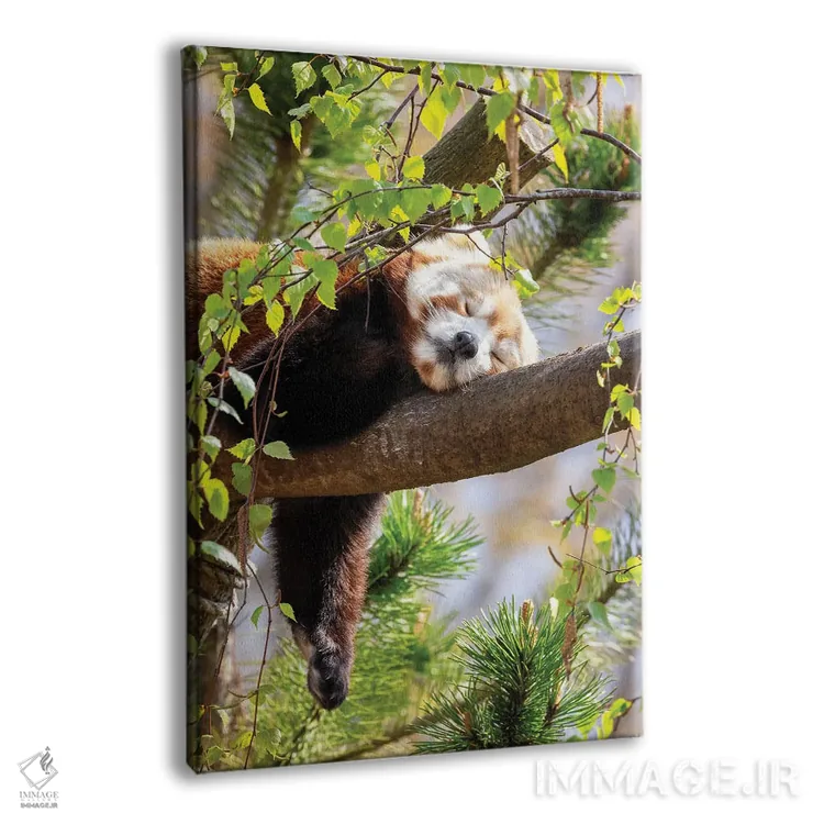 تابلو دکوراتیو پاندای قرمز خوابیده روی درخت اثر جین ریکس - نمای پرسپکتیو محصول