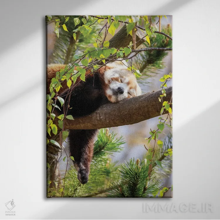 تابلو دکوراتیو پاندای قرمز خوابیده روی درخت اثر جین ریکس - نمای روبهرو روی دیوار