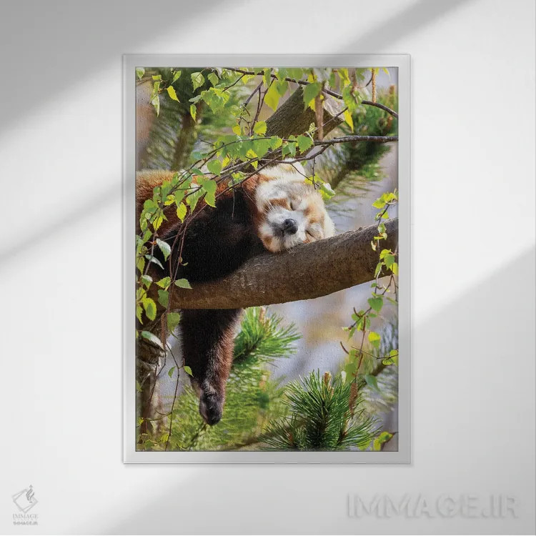تابلو دکوراتیو پاندای قرمز خوابیده روی درخت اثر جین ریکس - نمای قابدار سفید