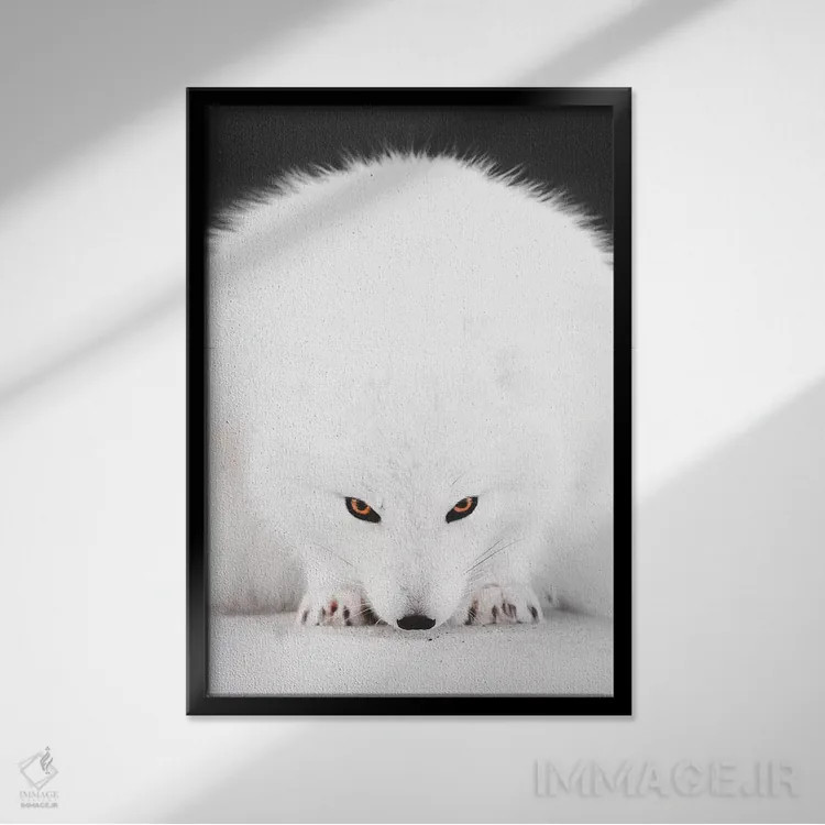 تابلو دکوراتیو روباه سفید ۱ اثر جو شاتر - نمای قابدار مشکی