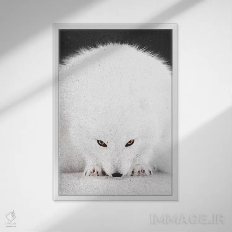 تابلو دکوراتیو روباه سفید ۱ اثر جو شاتر - نمای قابدار سفید