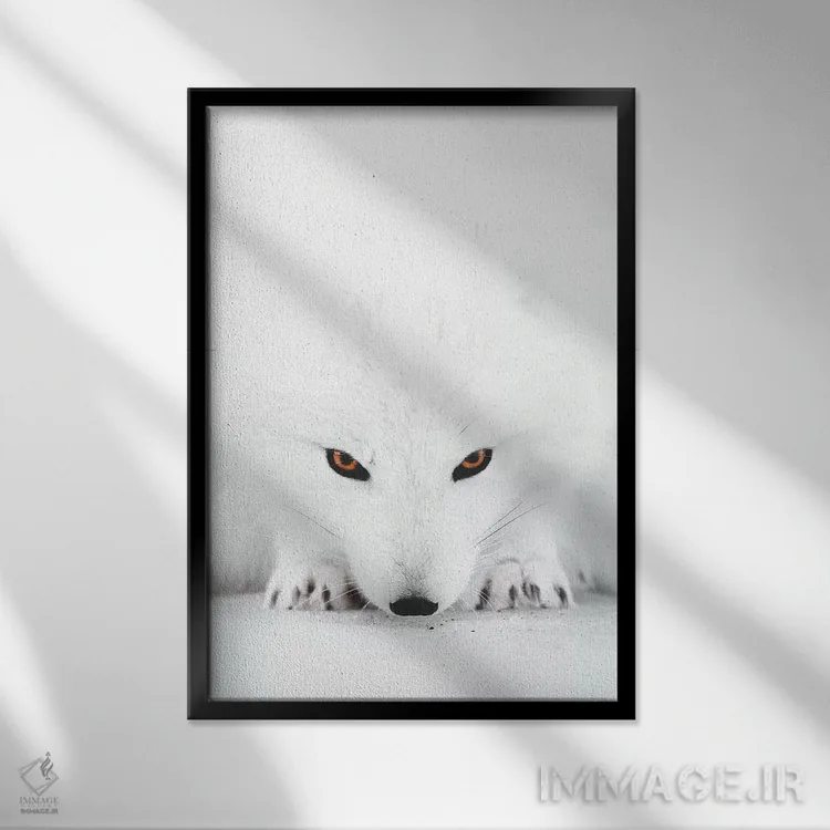 تابلو دکوراتیو روباه سفید ۲ اثر جو شاتر - نمای قابدار مشکی