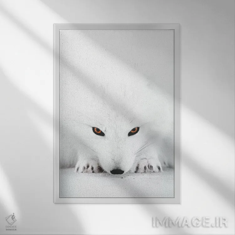 تابلو دکوراتیو روباه سفید ۲ اثر جو شاتر - نمای قابدار سفید