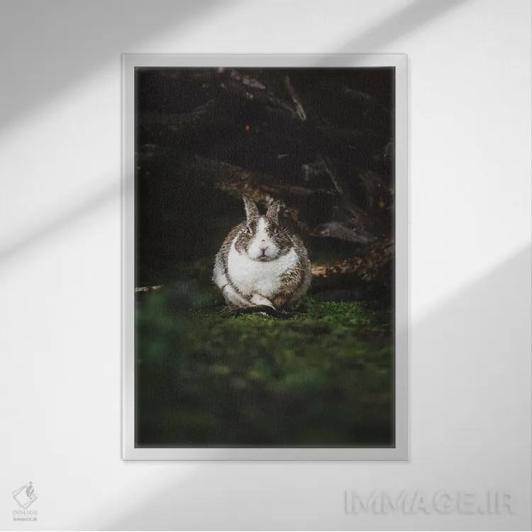 تابلو دکوراتیو خرگوش خیس اثر جو شاتر - نمای قابدار سفید