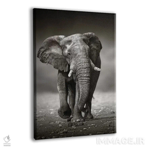 تابلو دکوراتیو نزدیک شدن فیل از روبرو اثر یوهان سوانپوئل - نمای پرسپکتیو محصول