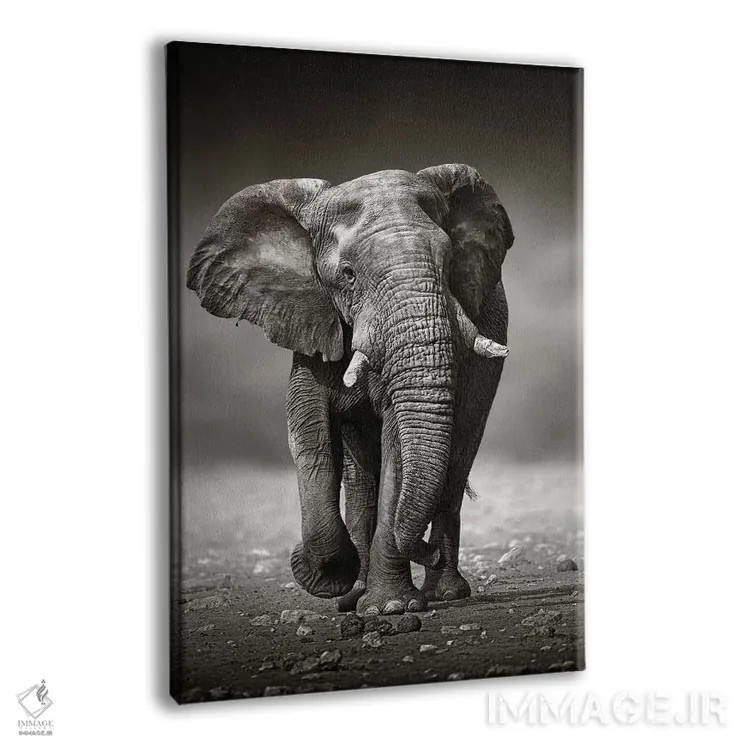 تابلو دکوراتیو نزدیک شدن فیل از روبرو اثر یوهان سوانپوئل - نمای پرسپکتیو محصول