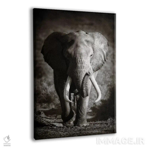 تابلو دکوراتیو فیل نر بالغ اثر یوهان سوانپوئل - نمای پرسپکتیو محصول