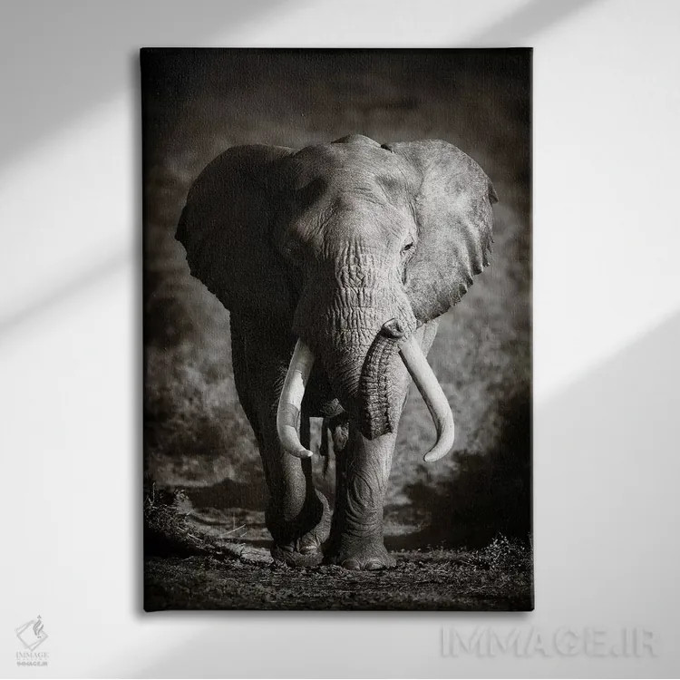 تابلو دکوراتیو فیل نر بالغ اثر یوهان سوانپوئل - نمای روبهرو روی دیوار