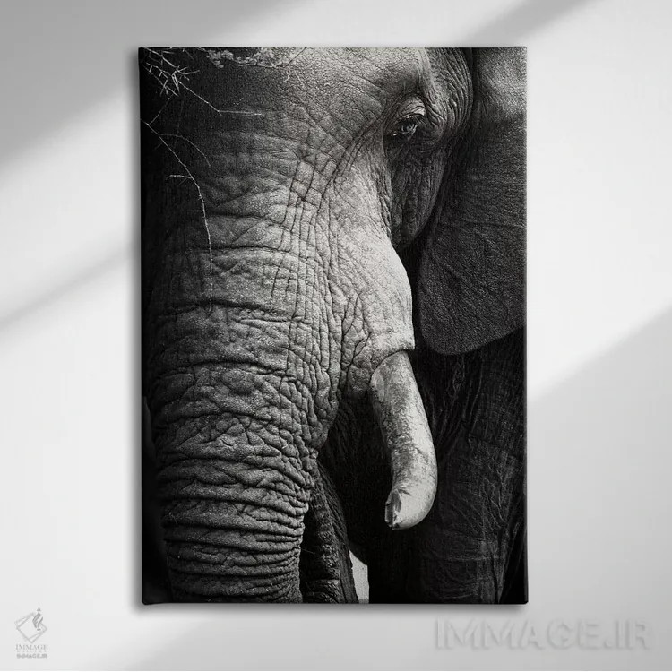 تابلو دکوراتیو پرتره نزدیک فیل اثر یوهان سوانپوئل - نمای روبهرو روی دیوار