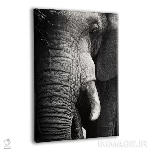 تابلو دکوراتیو پرتره نزدیک فیل اثر یوهان سوانپوئل - نمای پرسپکتیو محصول