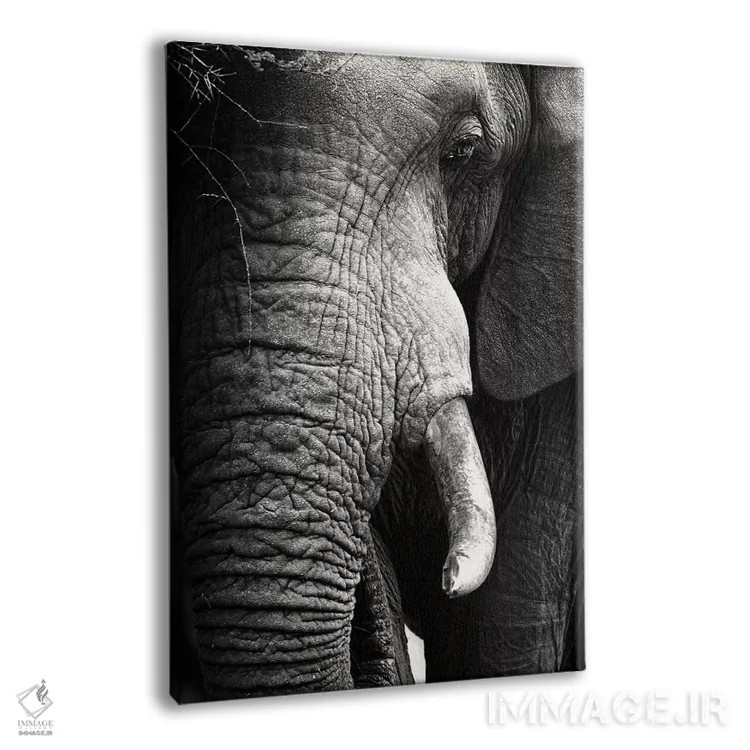 تابلو دکوراتیو پرتره نزدیک فیل اثر یوهان سوانپوئل - نمای پرسپکتیو محصول