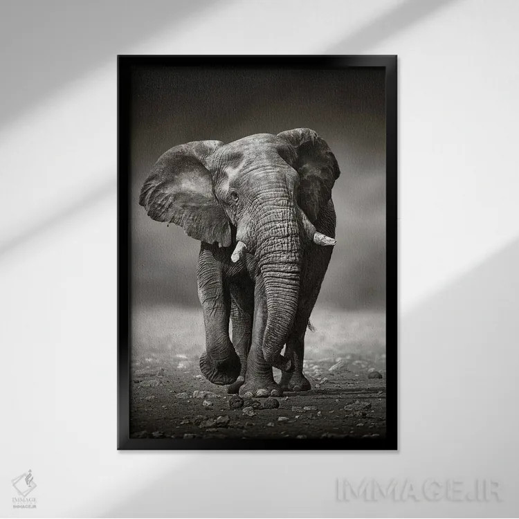 تابلو دکوراتیو نزدیک شدن فیل از روبرو اثر یوهان سوانپوئل - نمای قابدار مشکی