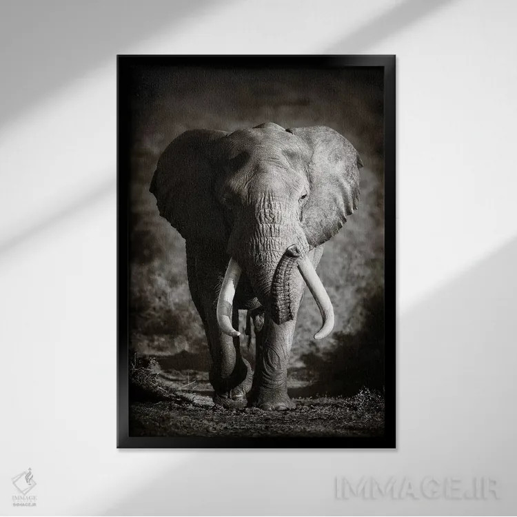 تابلو دکوراتیو فیل نر بالغ اثر یوهان سوانپوئل - نمای قابدار مشکی