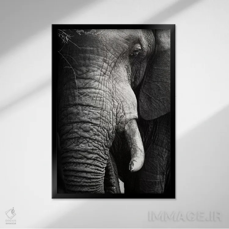 تابلو دکوراتیو پرتره نزدیک فیل اثر یوهان سوانپوئل - نمای قابدار مشکی