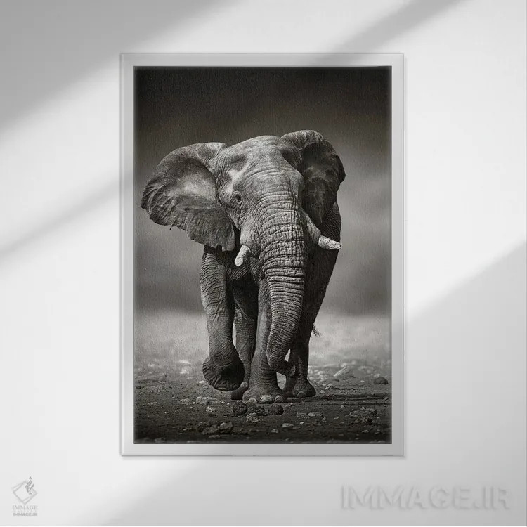 تابلو دکوراتیو نزدیک شدن فیل از روبرو اثر یوهان سوانپوئل - نمای قابدار سفید