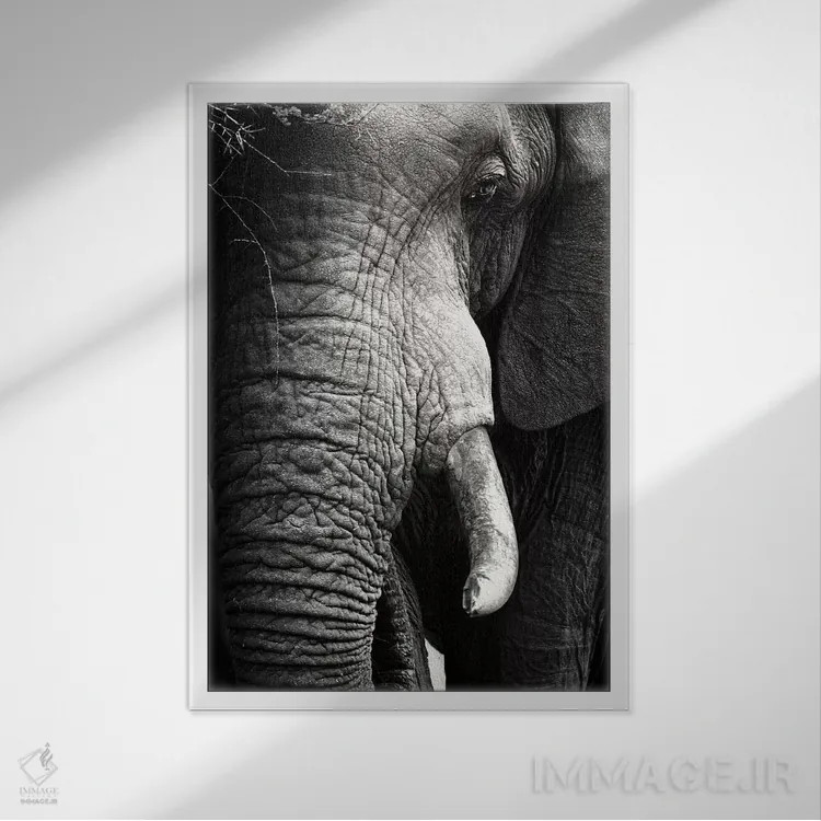 تابلو دکوراتیو پرتره نزدیک فیل اثر یوهان سوانپوئل - نمای قابدار سفید