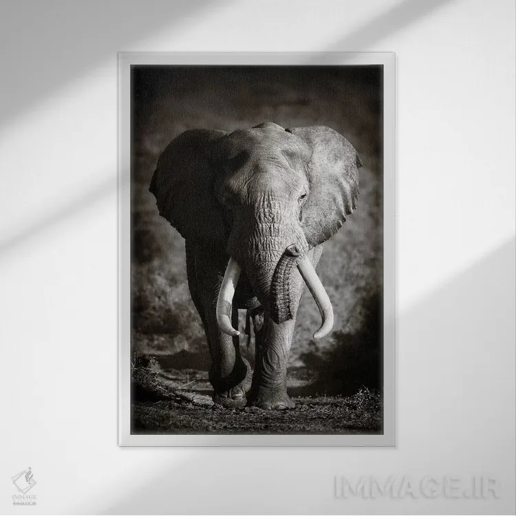 تابلو دکوراتیو فیل نر بالغ اثر یوهان سوانپوئل - نمای قابدار سفید