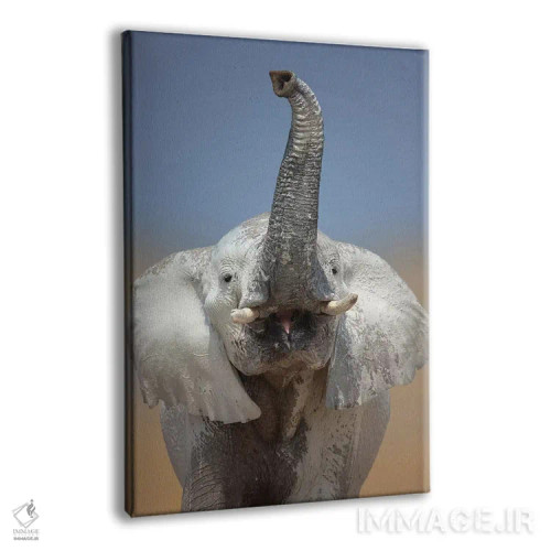تابلو دکوراتیو پرتره فیل اثر یوهان سوانپوئل - نمای پرسپکتیو محصول