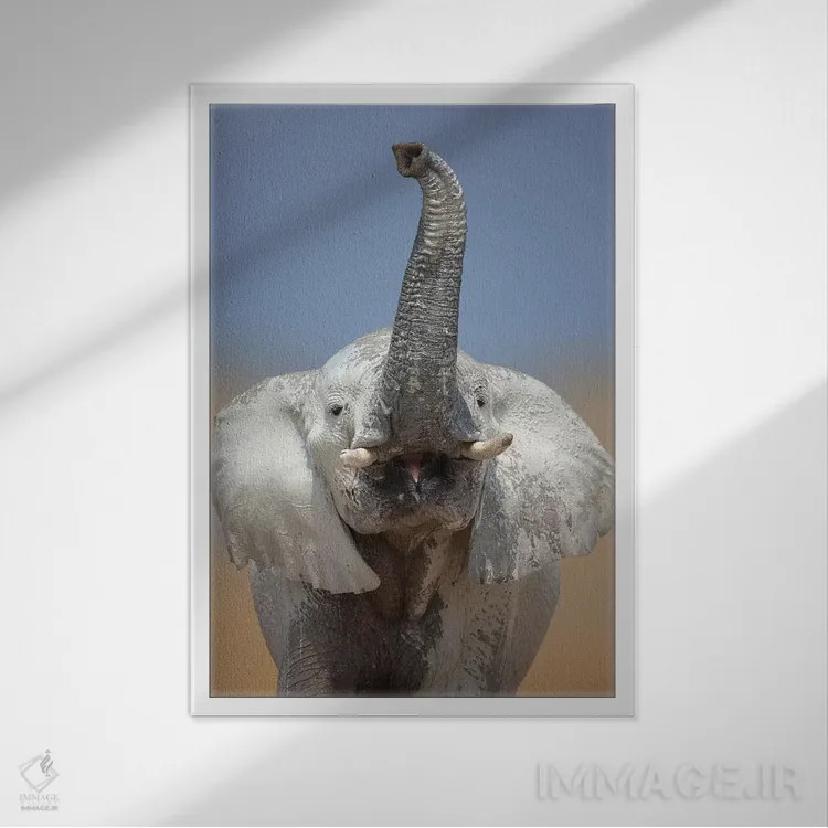 تابلو دکوراتیو پرتره فیل اثر یوهان سوانپوئل - نمای قابدار سفید