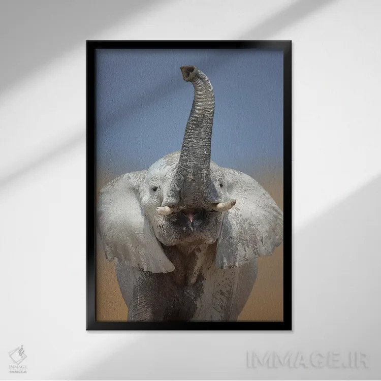 تابلو دکوراتیو پرتره فیل اثر یوهان سوانپوئل - نمای قابدار مشکی