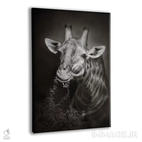 تابلو دکوراتیو زرافه در حال غذا خوردن اثر یوهان سوانپوئل - نمای پرسپکتیو محصول