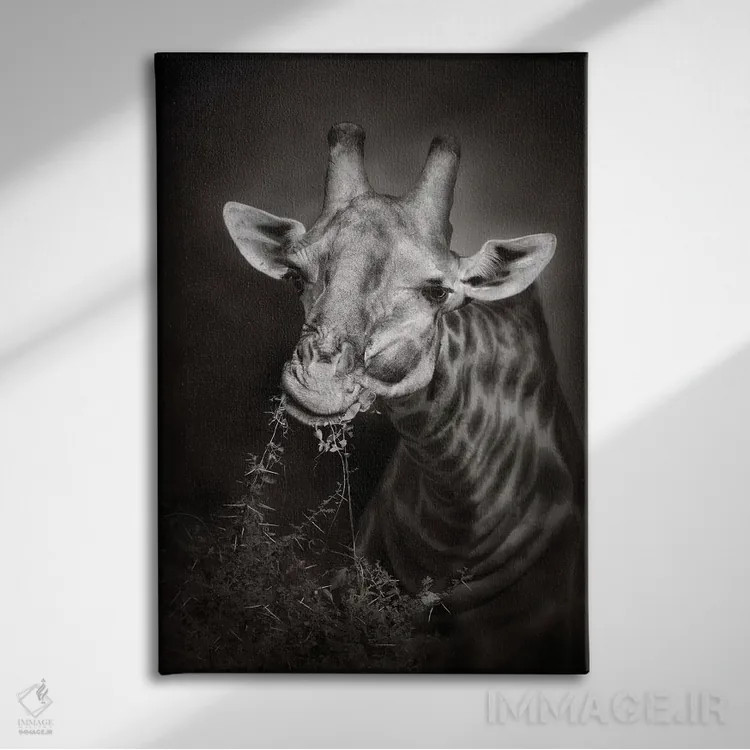 تابلو دکوراتیو زرافه در حال غذا خوردن اثر یوهان سوانپوئل - نمای روبهرو روی دیوار