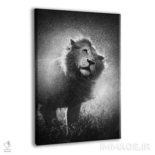 تابلو دکوراتیو شیر در حال تکاندن آب از یال خود اثر یوهان سوانپوئل - نمای پرسپکتیو محصول