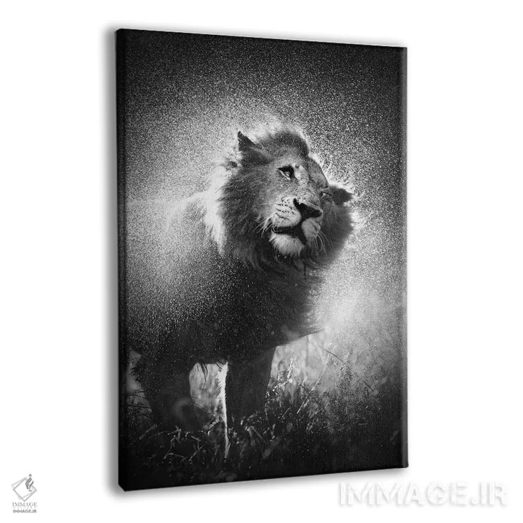 تابلو دکوراتیو شیر در حال تکاندن آب از یال خود اثر یوهان سوانپوئل - نمای پرسپکتیو محصول