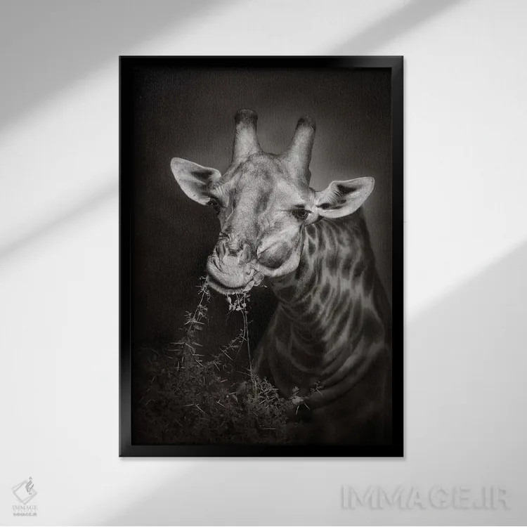 تابلو دکوراتیو زرافه در حال غذا خوردن اثر یوهان سوانپوئل - نمای قابدار مشکی