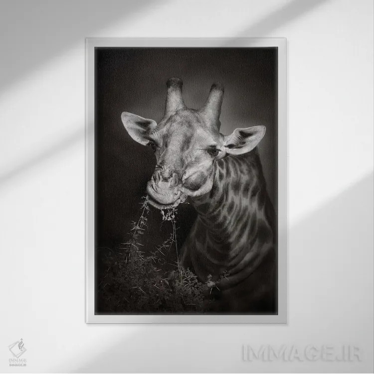 تابلو دکوراتیو زرافه در حال غذا خوردن اثر یوهان سوانپوئل - نمای قابدار سفید