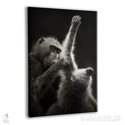 تابلو دکوراتیو بابون های چاکما در حال تیمار کردن یکدیگر اثر یوهان سوانپوئل - نمای پرسپکتیو محصول