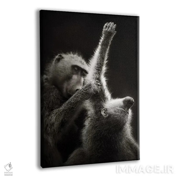 تابلو دکوراتیو بابون های چاکما در حال تیمار کردن یکدیگر اثر یوهان سوانپوئل - نمای پرسپکتیو محصول