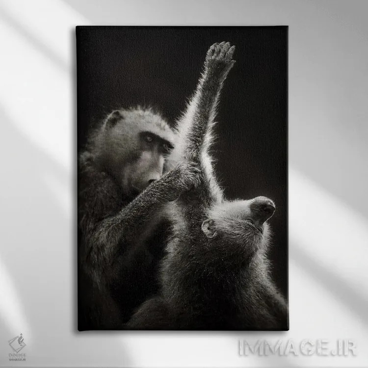 تابلو دکوراتیو بابون های چاکما در حال تیمار کردن یکدیگر اثر یوهان سوانپوئل - نمای روبهرو روی دیوار